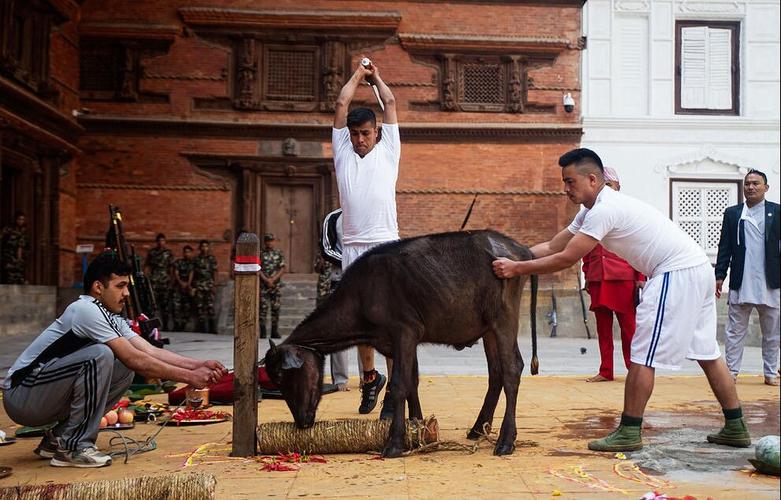 ارتش نپال یک گاومیش را به عنوان پیشکش