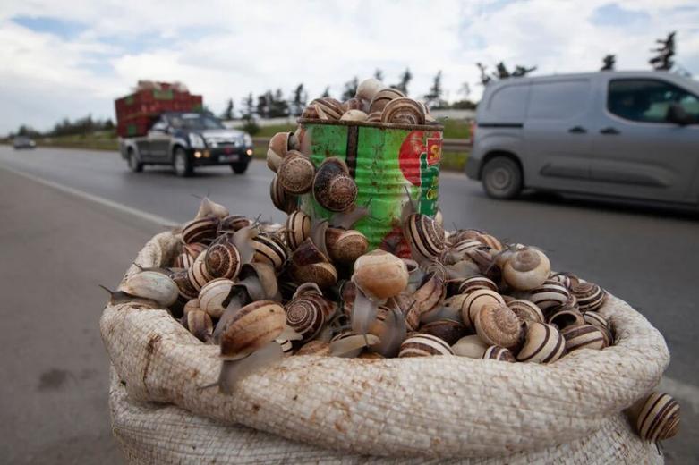 فروش کنار جاده ای حلزون در تونس