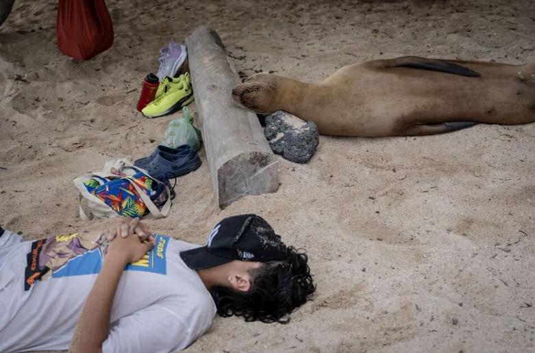 خواب شیر دریایی در کنار انسان در ساحل یک جزیره در السالوادور