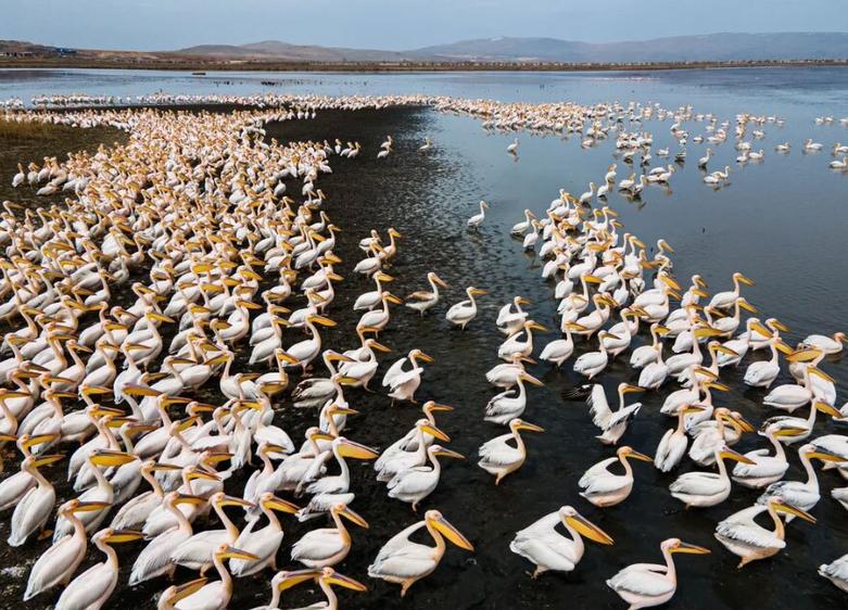 پلیکان های سفید بزرگ هنگام مهاجرت تابستانه از شمال آفریقا 