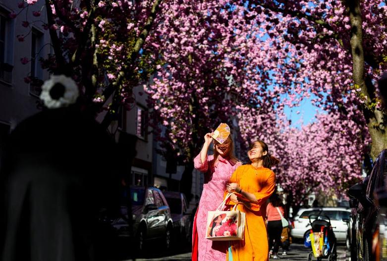 طبیعت بهاری خیابان "شکوفه های گیلاس"