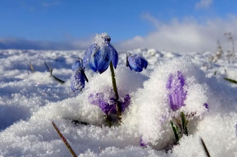 بارش برف بهاری سنگین در استان کارس