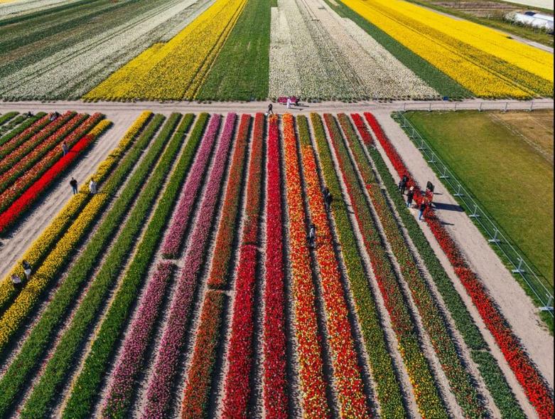 مزارع پرورش گل لاله در هلند