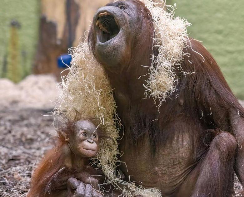 دیدنی های امروز؛ از اوضاع فاجعه بار غزه تا شهر زباله زده انگلیس اورانگوتان های باغ وحش "بلکپول"