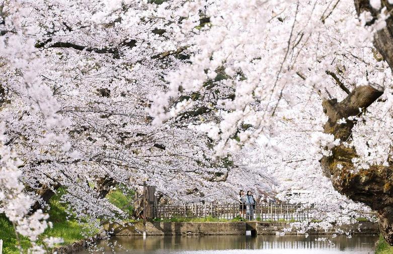 شکوفه های گیلاس در پارک "هیروساکی"