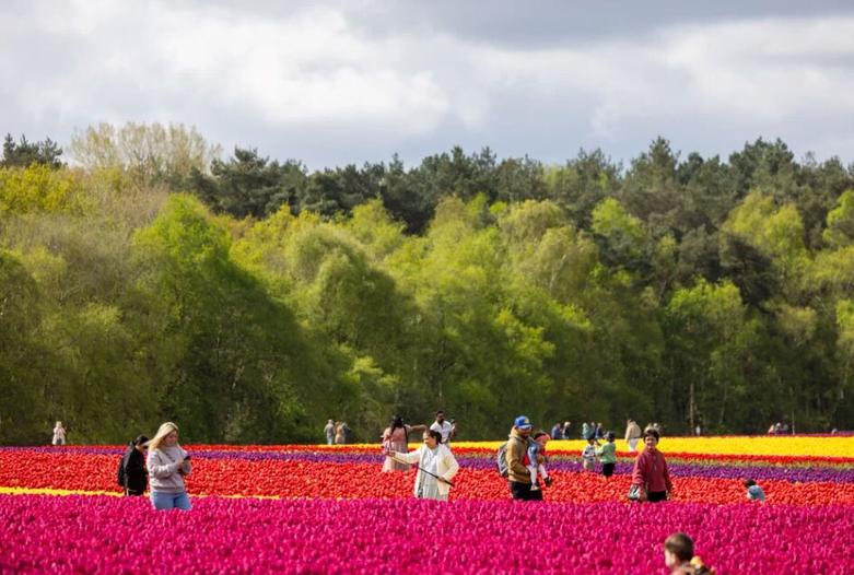 مزرعه پرورش گل لاله در نورفولک انگلیس