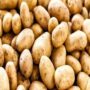 قیمت سیب زمینی