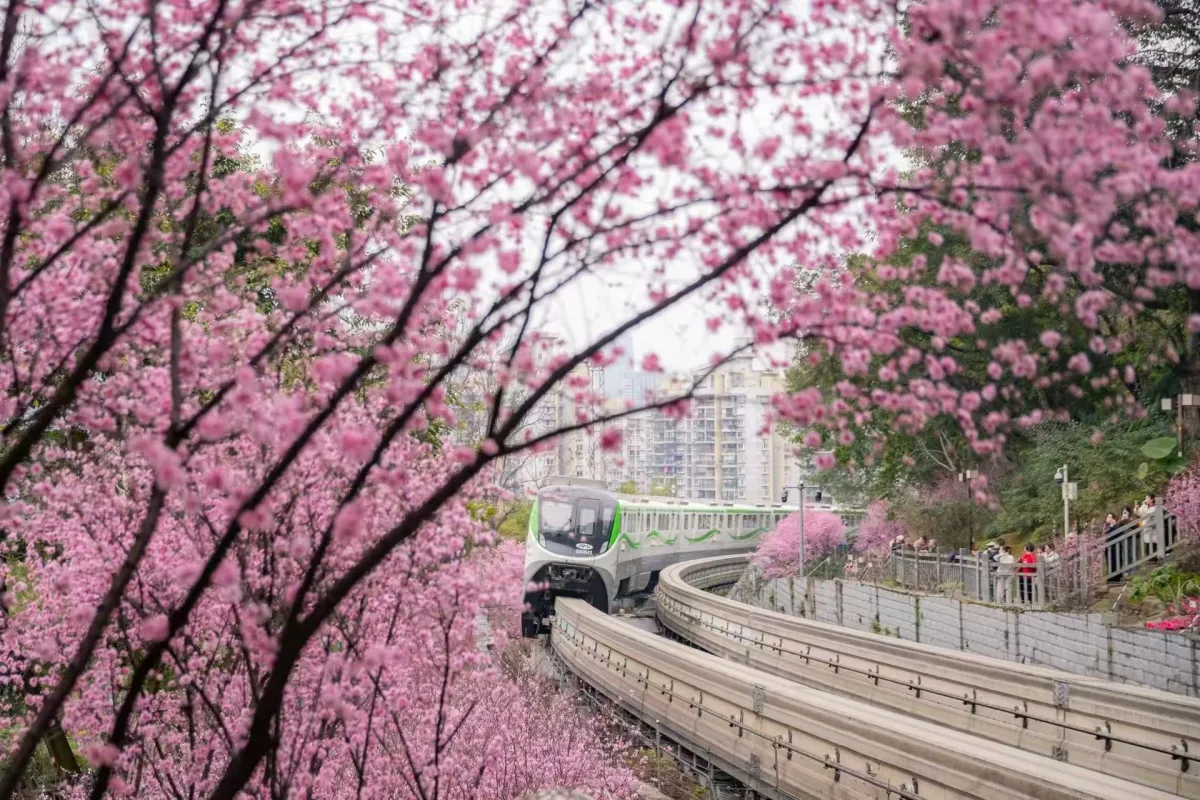 بهار در چین 