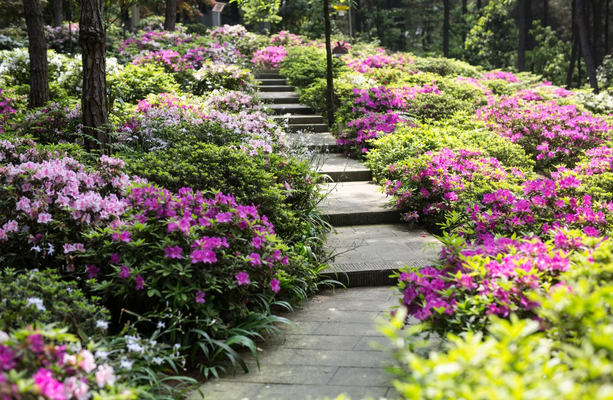 بهار در چین 