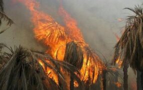 آتش سوزی باغ نخیلات و نیزار ها در حاجی‌آباد