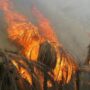 آتش سوزی باغ نخیلات و نیزار ها در حاجی‌آباد