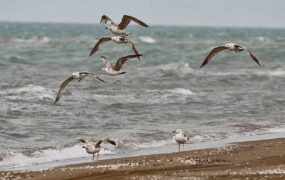 میانکاله در بحران خشکسالی؛ بهشت پرندگان در خطر