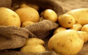 کمبود و گرانی دوباره سیب زمینی در بازار