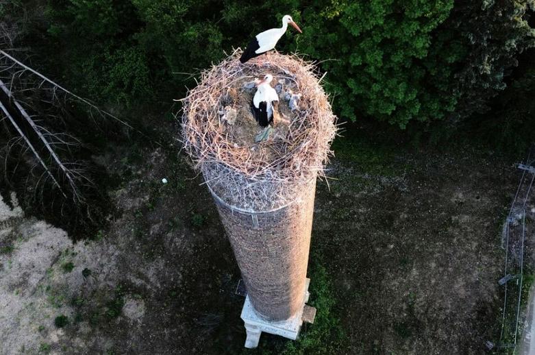 لانه سازی لک لک ها بالای دودکش