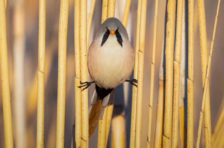 نیزارهای دریاچه "موگان"