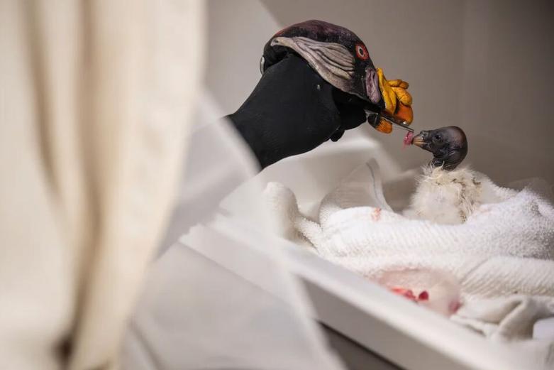 غذا دادن به یک جوجه کرکس