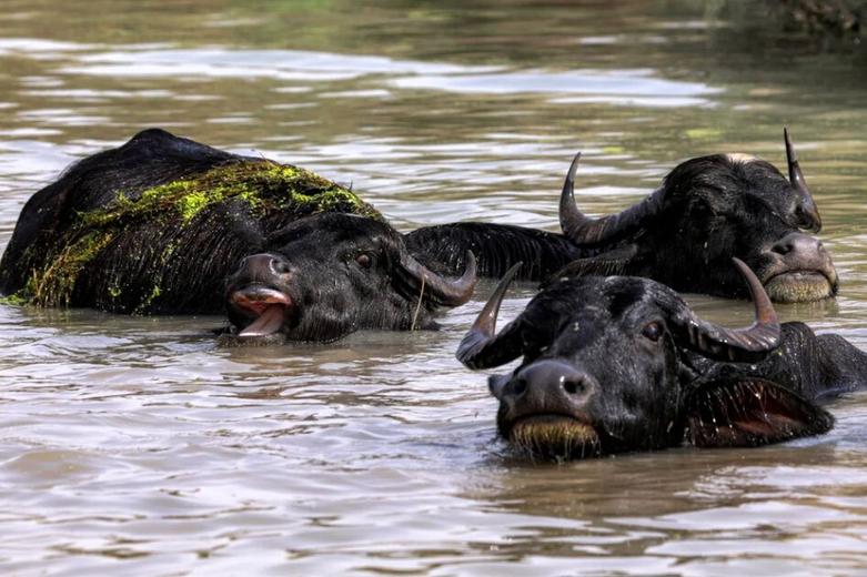 آب تنی گاومیش ها در یک رودخانه