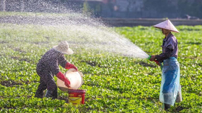 یک کشاورز چینی در حال آبیاری نهال ها