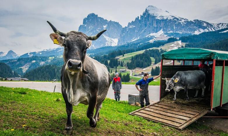 انتقال گاوها به مراتع ییلاقی کوهستان