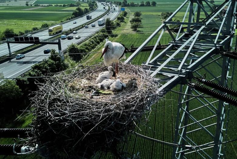 لانه لک لک در فرانکفورت