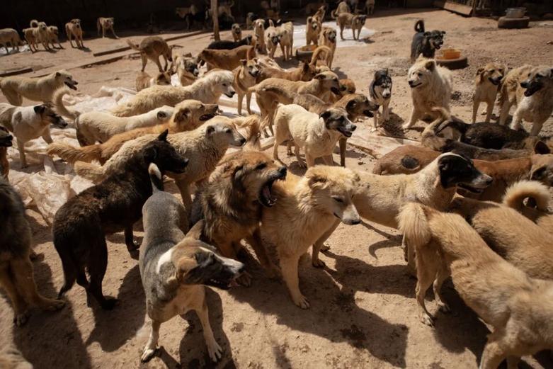 مرکز نگهداری از سگ های ولگرد در دمشق