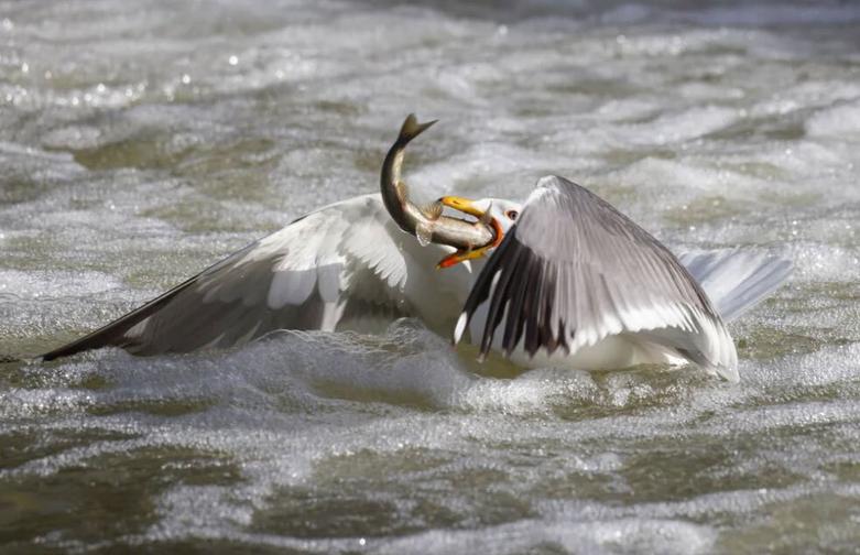 شکار مرغ ماهیخوار