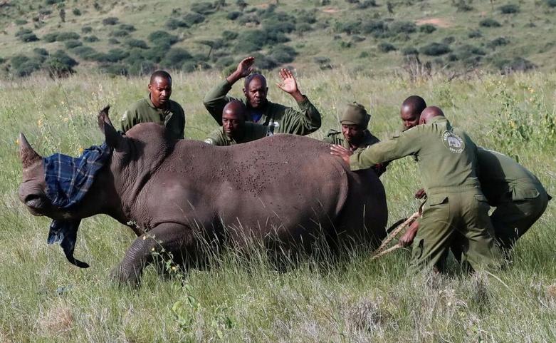 محیط بانان کنیایی به دنبال یک کرگدن 