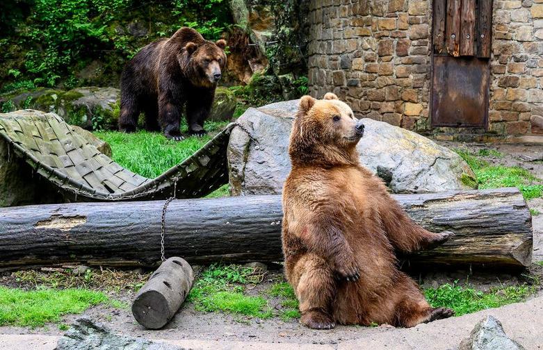 خرس های باغ وحشی در جمهوری چک