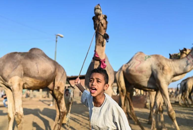 بازار فروش شتر برای عید قربان