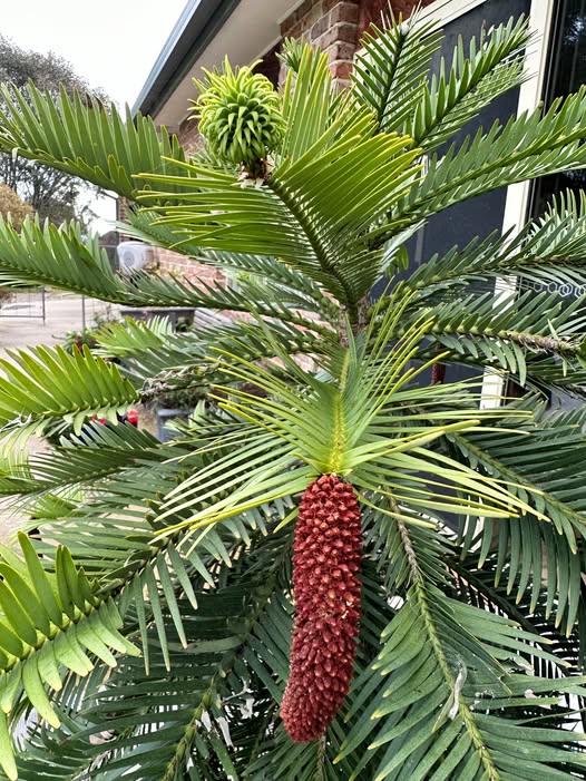 درختی با قدمت 200 میلیون سال