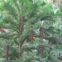 درختی با قدمت 200 میلیون سال