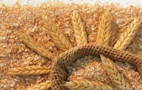 سبوس