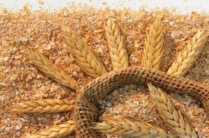 قیمت مصوب سبوس اعلام شد سبوس