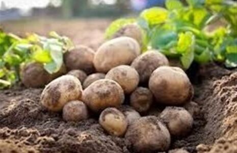 ممنوعیت صادرات سیبزمینی برداشته شد سیب زمینی