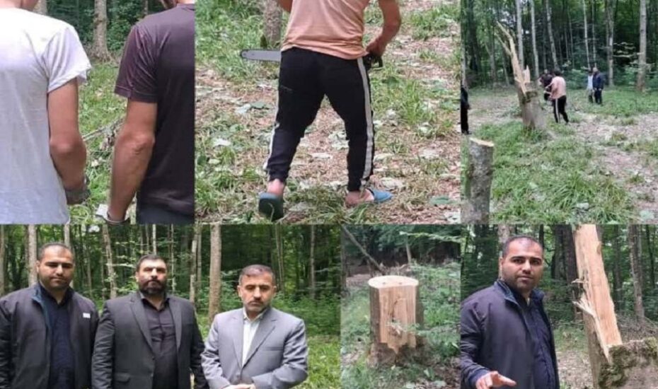 قطع انتقام جویانه درختان در بهشهر