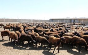قیمت دام سبک
