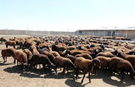 دام زنده به کیلویی 300 هزارتومان رسید قیمت دام سبک