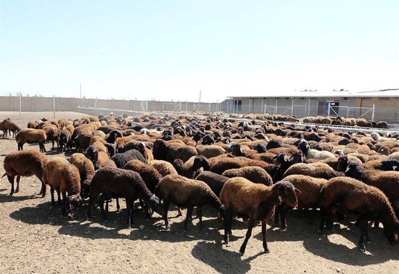 قیمت دام سبک