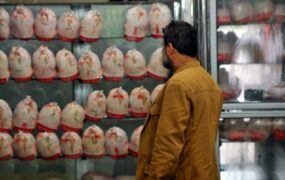 قیمت مرغ