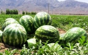 هندوانه‌های کشت ایران نیترات