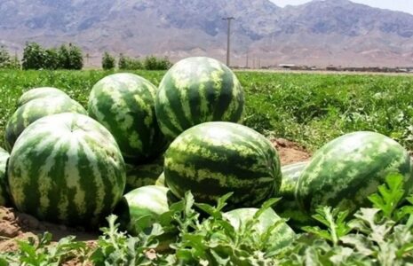 هندوانه‌های کشت ایران نیترات