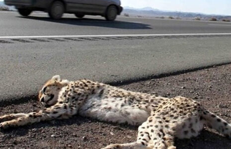 دلیل مرگ یوز پلنگهای ایرانی مشخص شد