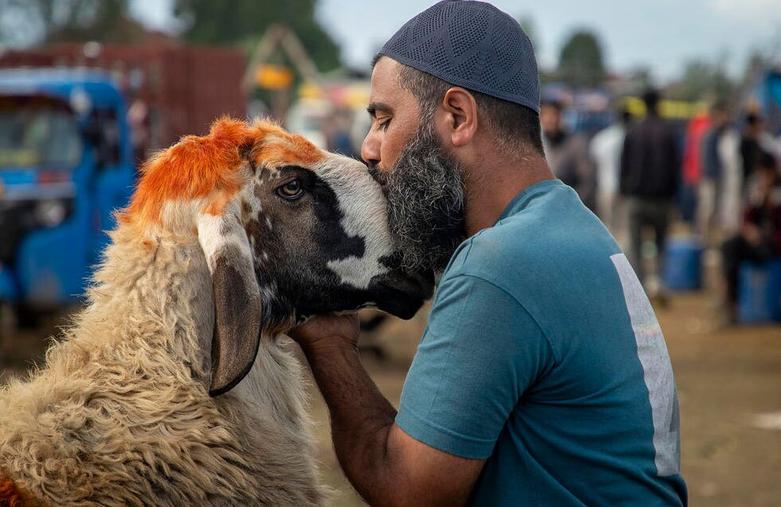 بازار فروش احشام برای عید قربان