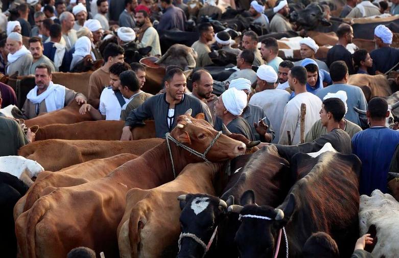بازار فروش احشام برای عید قربان