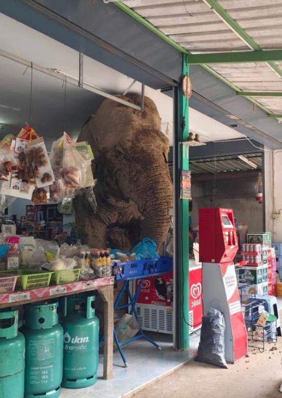 فیل به داخل یک سوپر مارکت