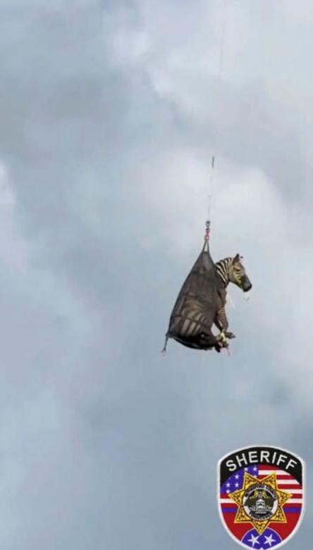 انتقال هوایی یک گورِخر در تنسی آمریکا