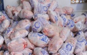 توزیع گوشت مرغ تنظیم بازار