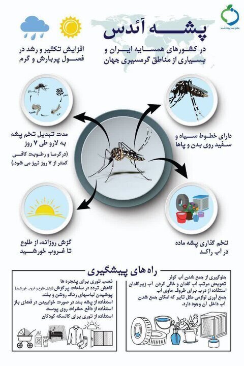  پشه آئدس و تب دنگی 