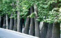 جایگزینی درختان خشک خیابان ولیعصر با چنارهای ۵۰ ساله