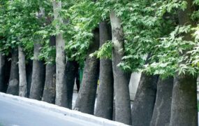 جایگزینی درختان خشک خیابان ولیعصر با چنارهای ۵۰ ساله